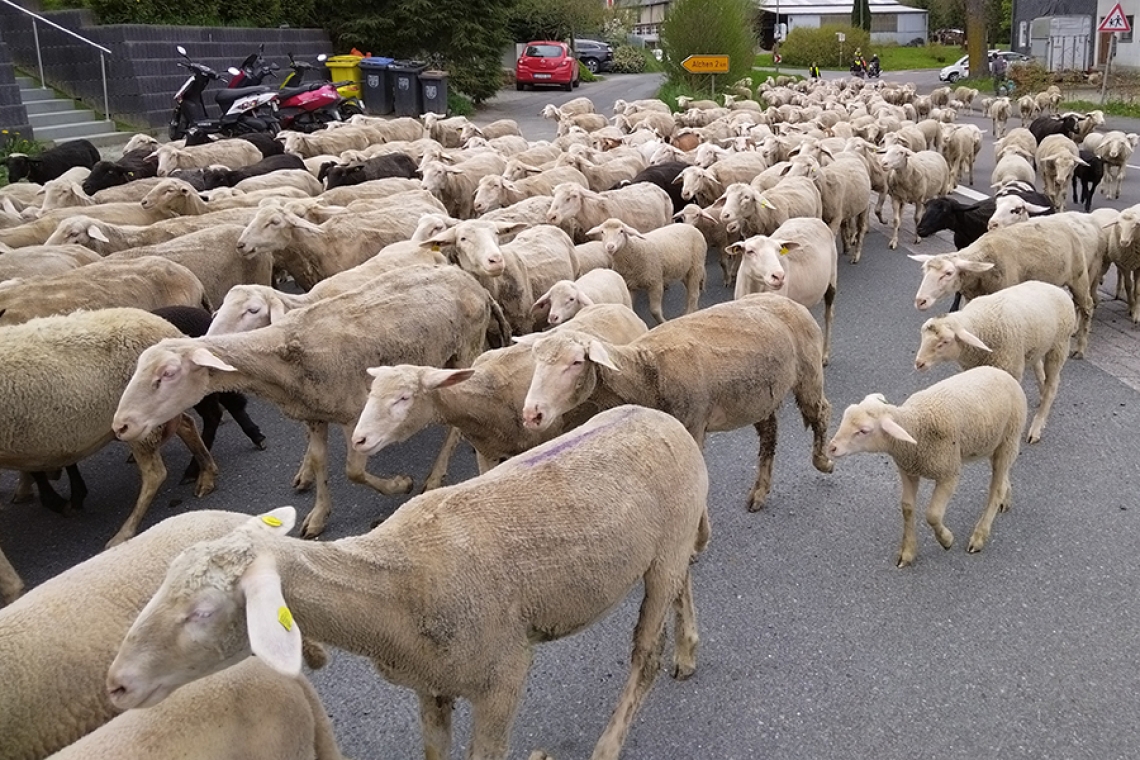 Blauzungenkrankheit erstmals im Kreisgebiet nachgewieisen