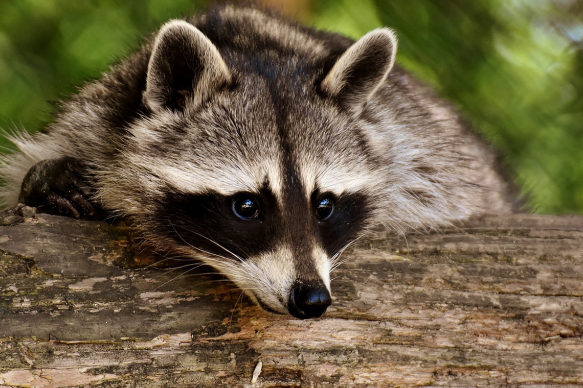 Tierischer Einbrecher verwüstet Haus in Niederfischbach