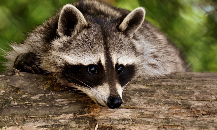 Tierischer Einbrecher verwüstet Haus in Niederfischbach