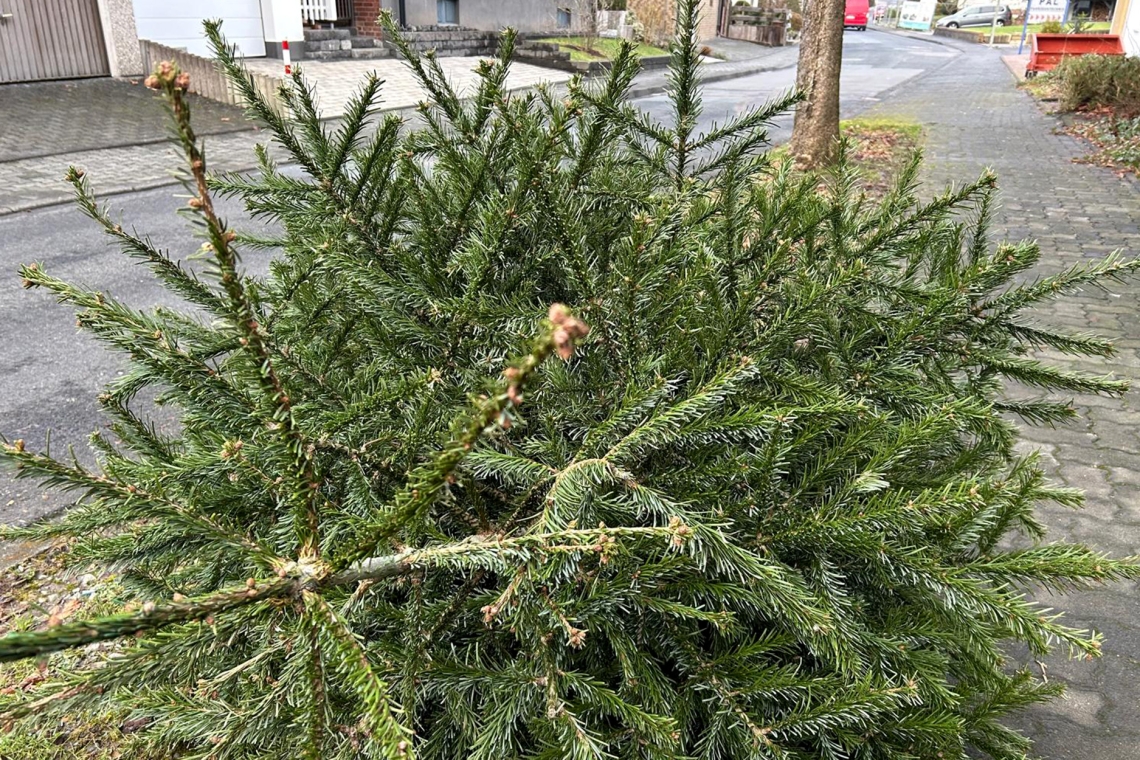 Ausgediente Weihnachtsbäume werden wieder eingesammelt