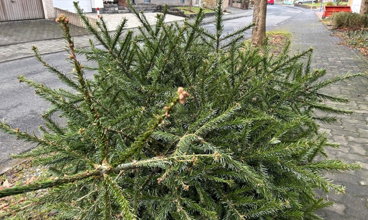 Ausgediente Weihnachtsbäume werden wieder eingesammelt