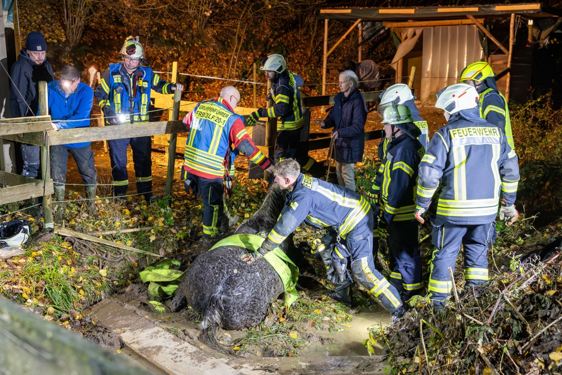 Pferderettung mit Happy End - 