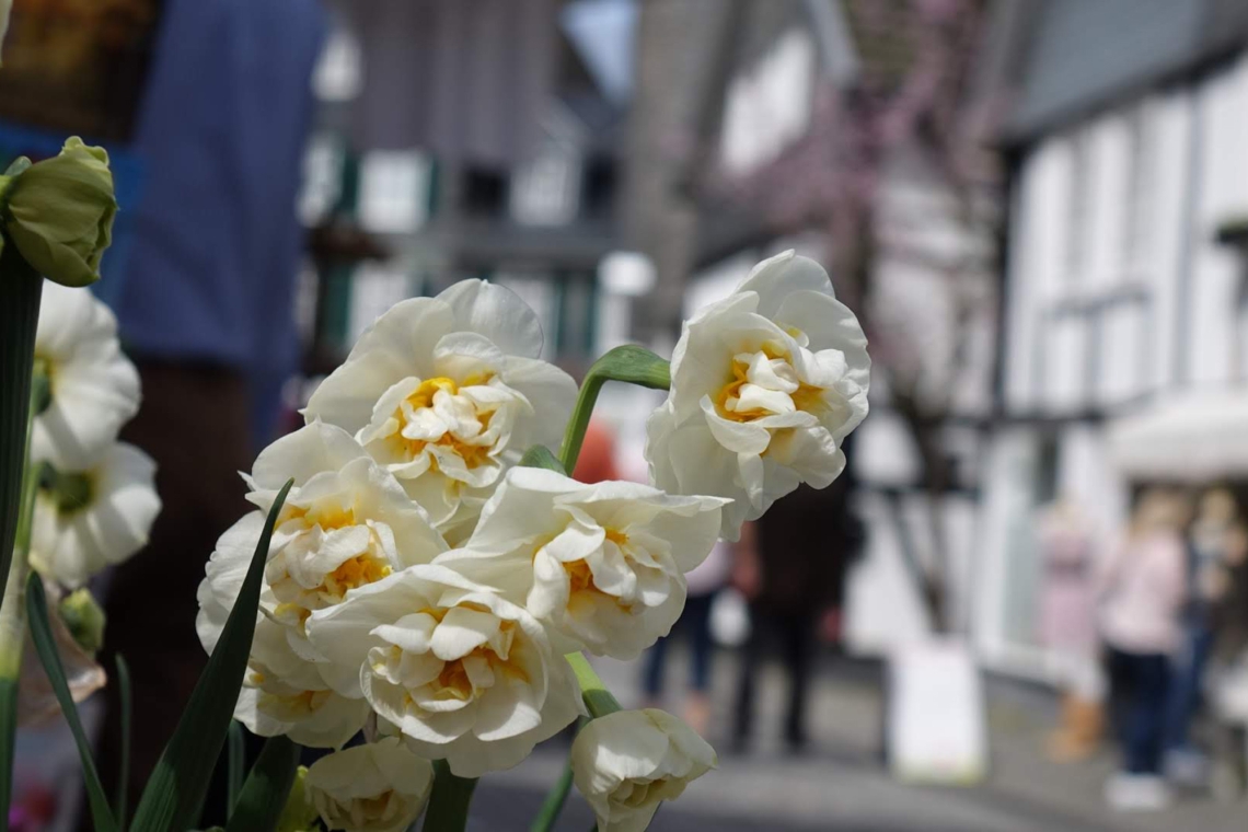 Freudenberger Frühling lockt wieder mit breitem Angebot