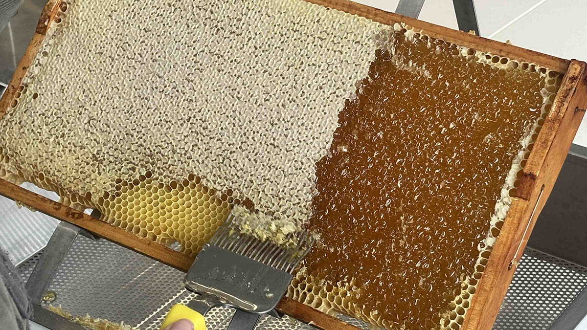An der Gesamtschule konnte die Bienen-AG in diesem Schuljahr eine erfolgreiche Honigernte feiern. Insgesamt konnten rund 50 Kilogramm Honig gewonnen werden.